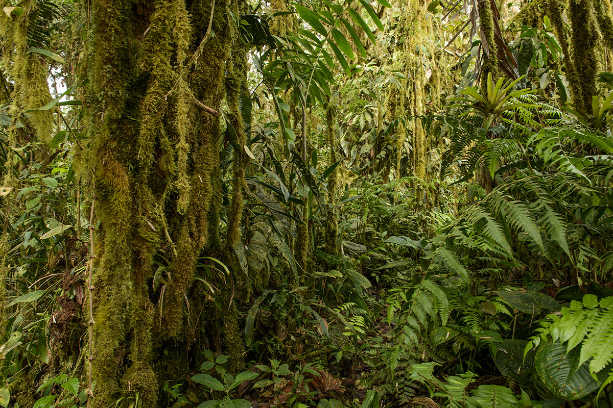 <p><strong>Cloud forest</strong> Ecuador</p>