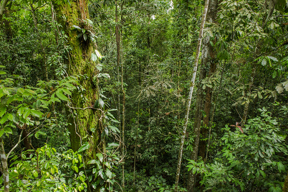 <p><strong>Rain forest Yasuní</strong> Ecuador</p>