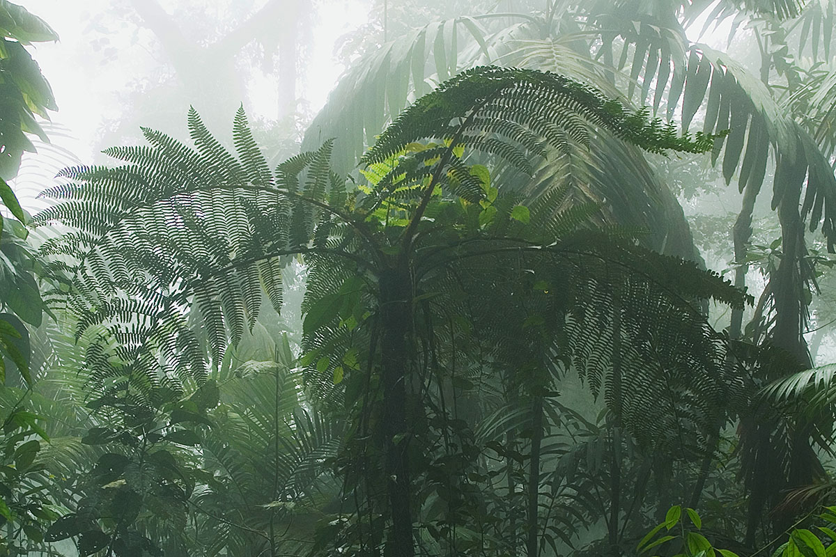 <p><strong>Cloud forest</strong> Rancho Grande, Venezuela</p>