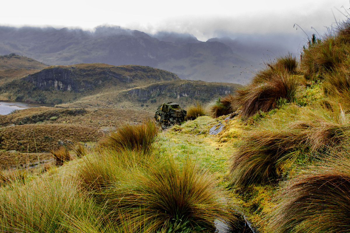 <p><strong>Cajas (Andy)</strong> Ekvádor</p>