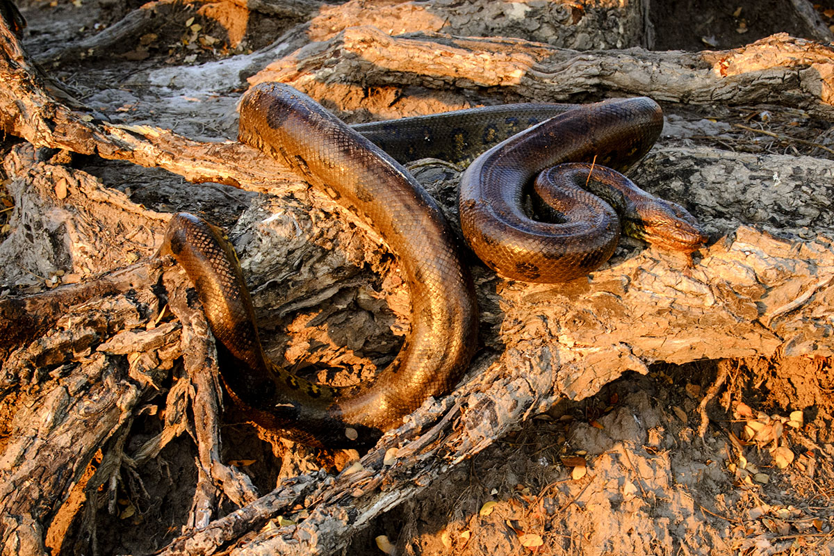 <p><strong>Anaconda</strong> Llanos, Venezuela</p>