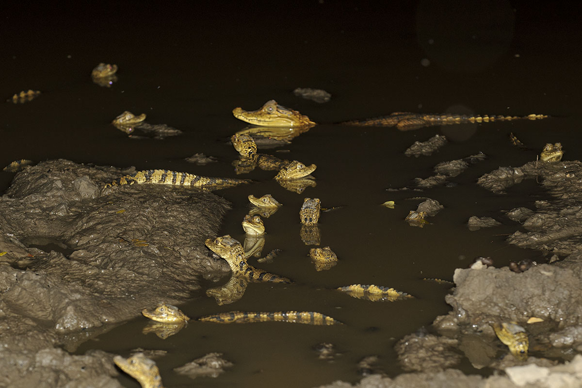 <p><strong>Young spectacled caimans</strong> Llanos, Venezuela</p>