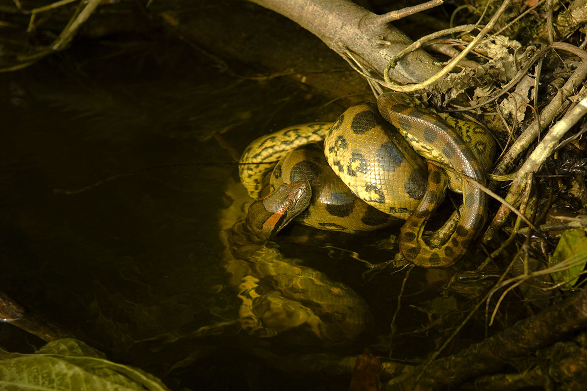 <p><strong>Mladá anakonda ulovila jiné mládě</strong> Rio Nichare, Venezuela</p>