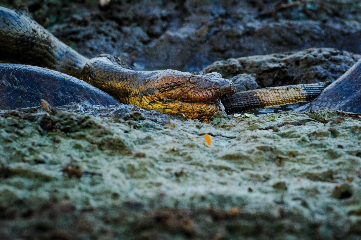 <p><strong>Anconda eating iguana</strong> Llanos, Venezuela</p>