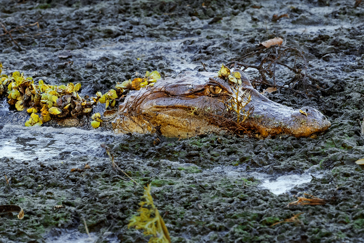 <p><strong>Spectacled caiman</strong> Llanos, Venezuela</p>