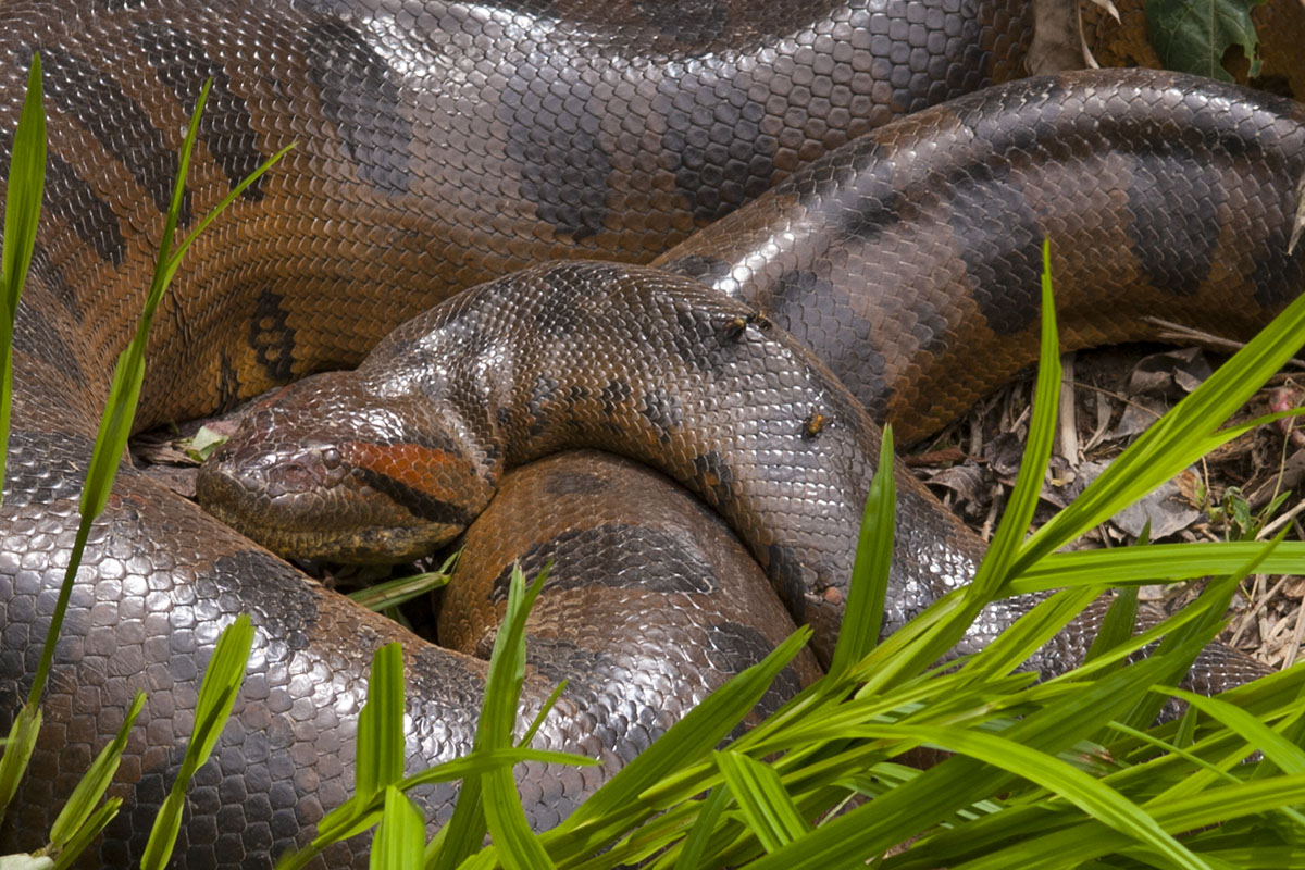 <p><strong>Anaconda</strong> Llanos, Venezuela</p>