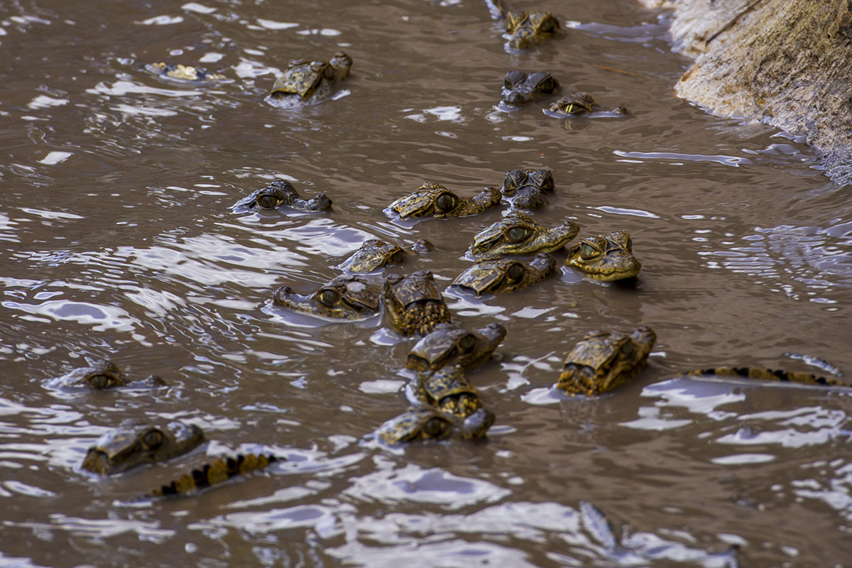 <p><strong>Young spectacled caimans</strong> Llanos, Venezuela</p>