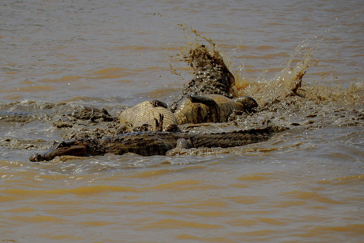 <p><strong>Spectacled caimans fighting for their prey</strong> Llanos, Venezuela</p>