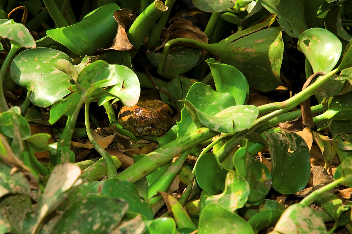 <p><strong>Anaconda</strong> Llanos, Venezuela</p>