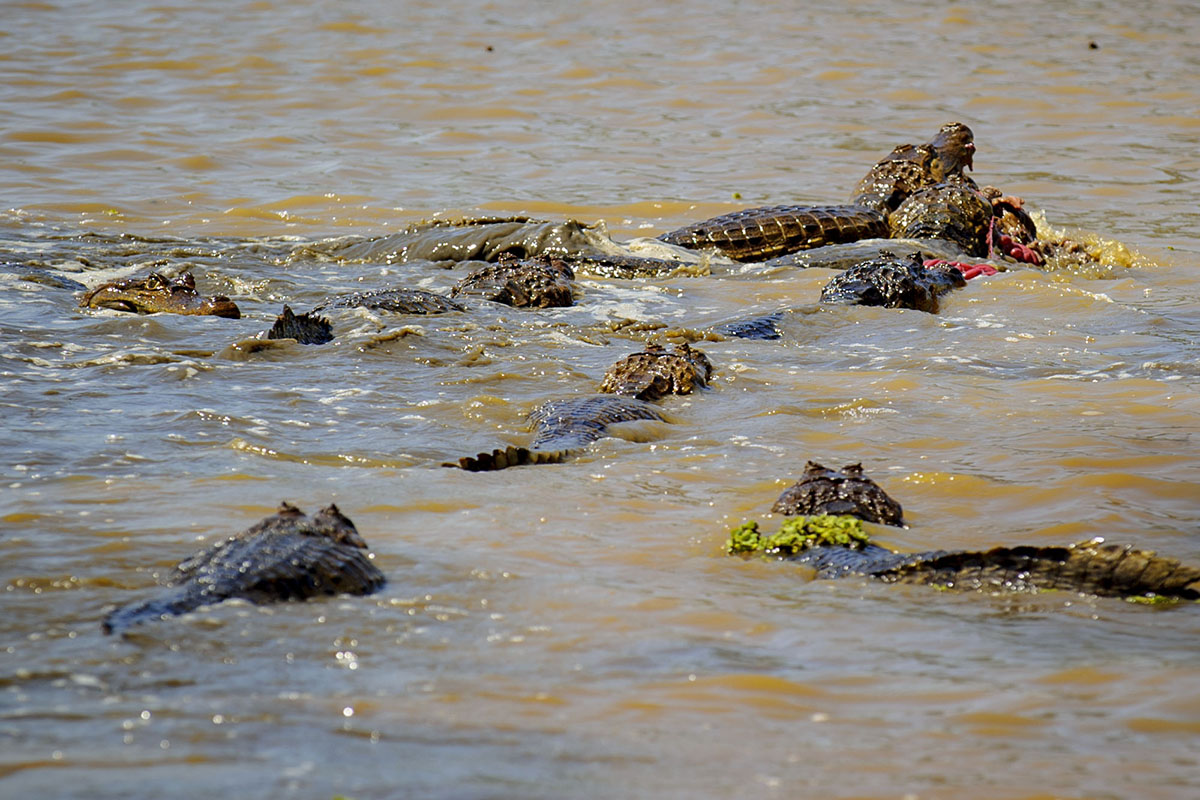 <p><strong>Spectacled caimans fighting for their prey</strong> Llanos, Venezuela</p>