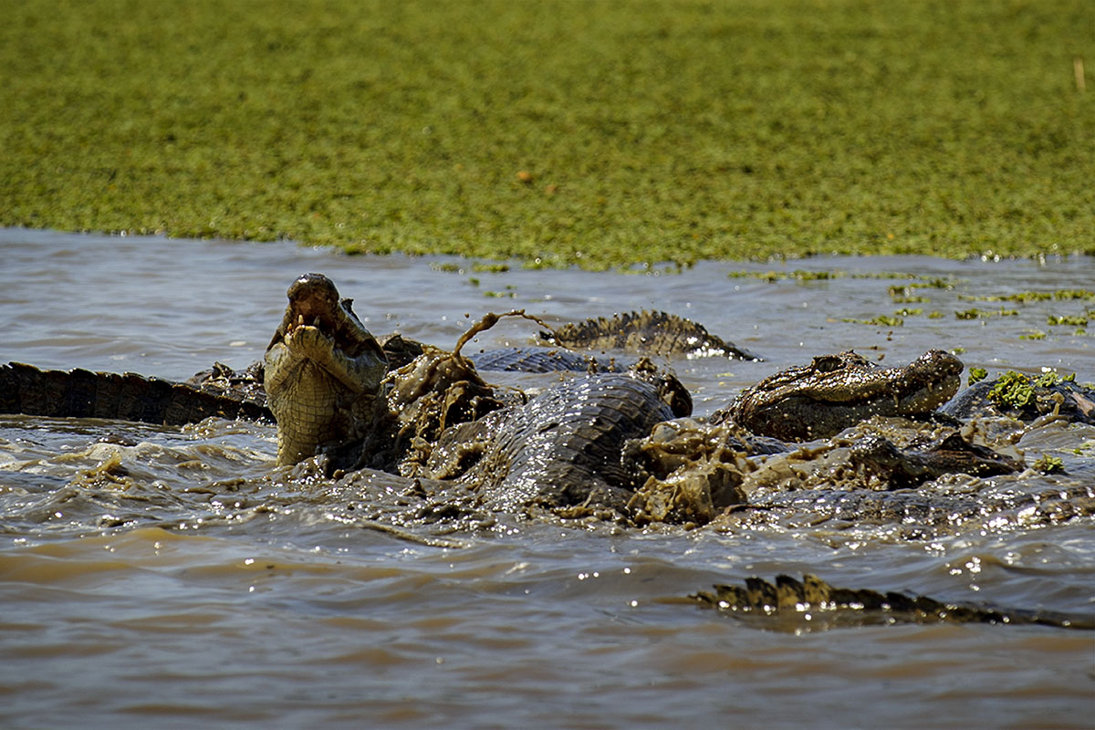 <p><strong>Spectacled caimans fighting for their prey</strong> Llanos, Venezuela</p>