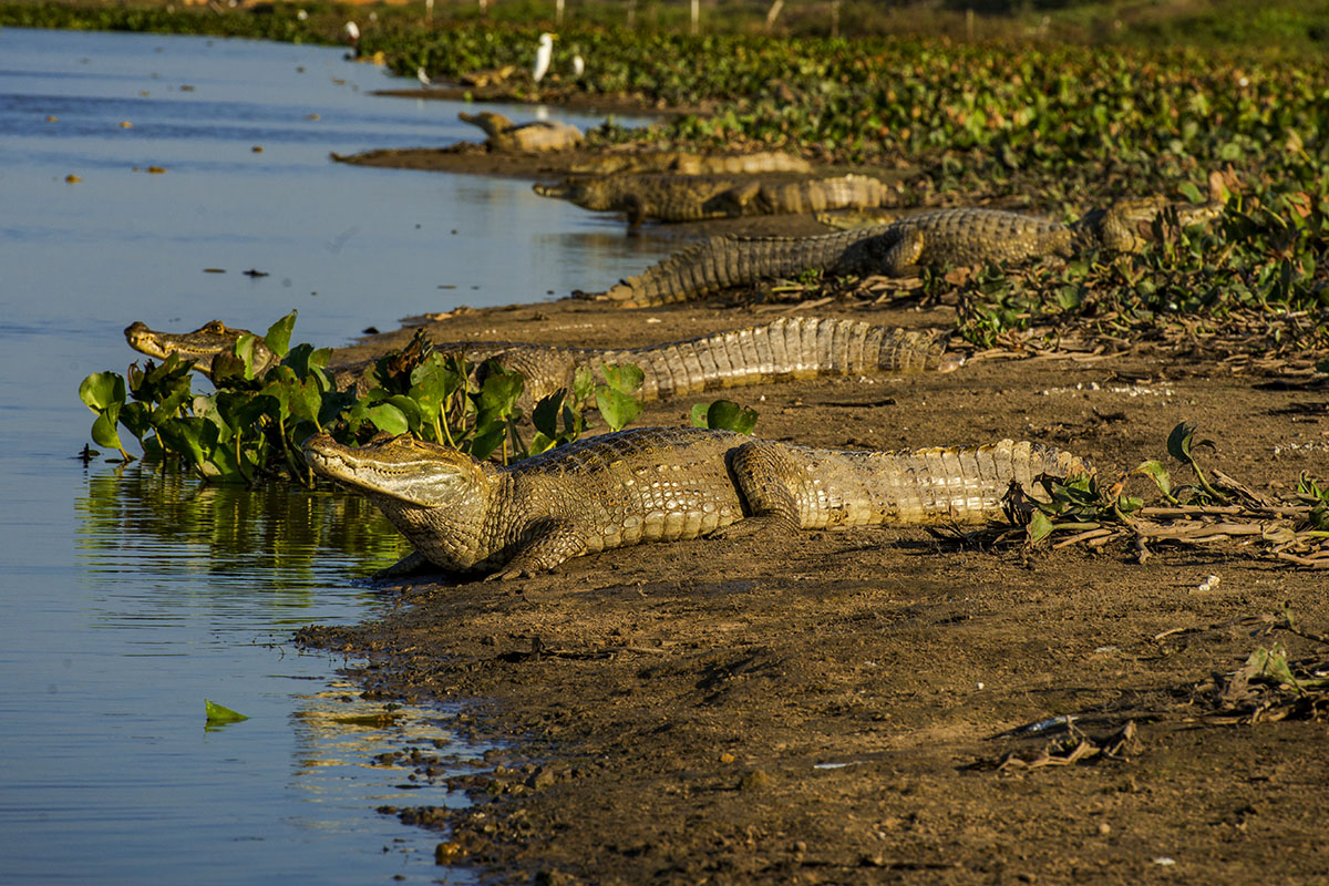 <p><strong>Spectacled caimans</strong> Llanos, Venezuela</p>