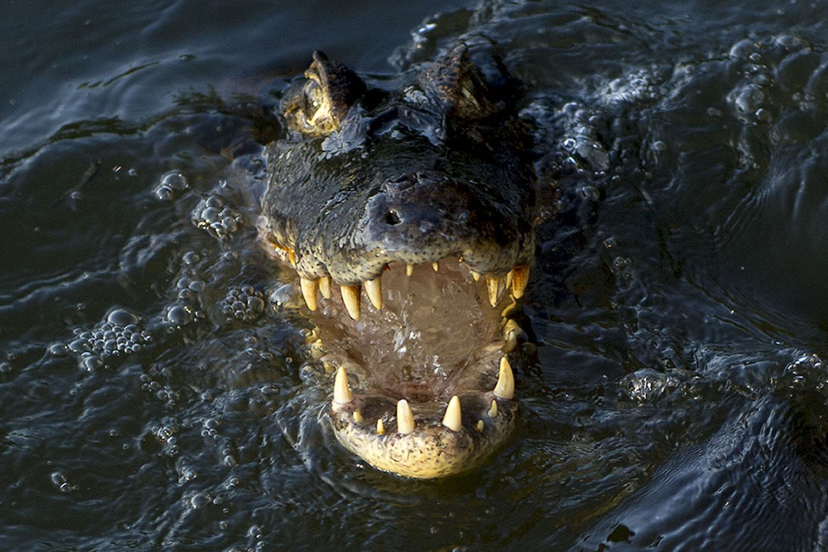 <p><strong>Kajman yakare</strong> Pantanal, Brazílie</p>