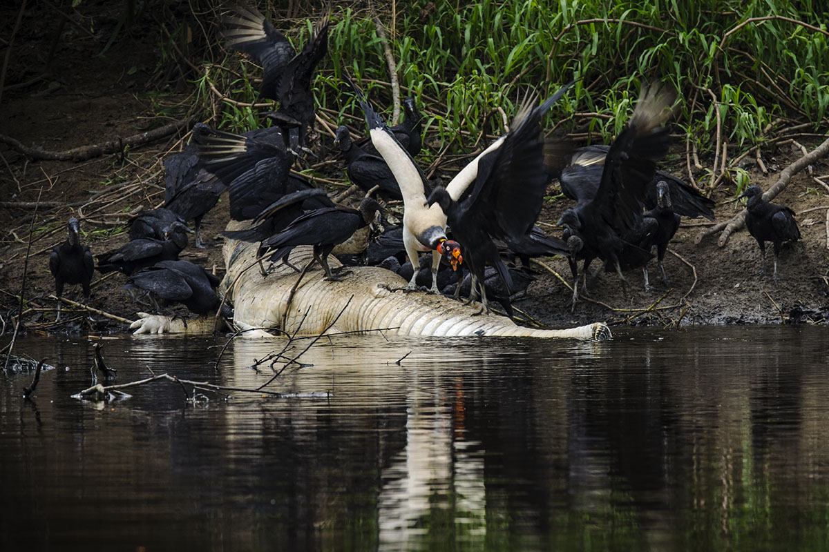 <p><strong>King vulture</strong> Pacaya Samiria, Peru</p>