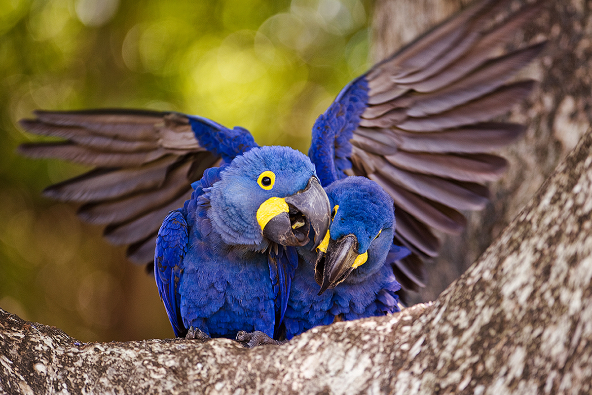 <p><strong>Ara hyacintový</strong> Pantanal, Brazílie</p>