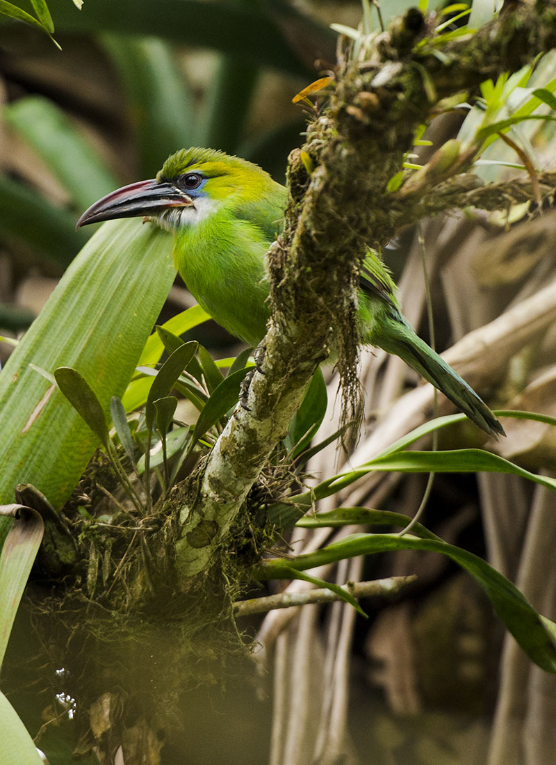 <p><strong>Groove-billed toucanet</strong> Rancho Grande, Venezuela</p>