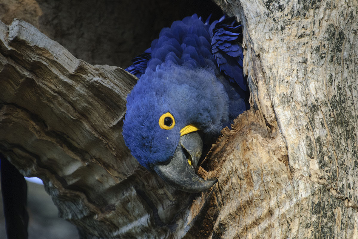 <p><strong>Ara hyacintový</strong> Pantanal, Brazílie</p>