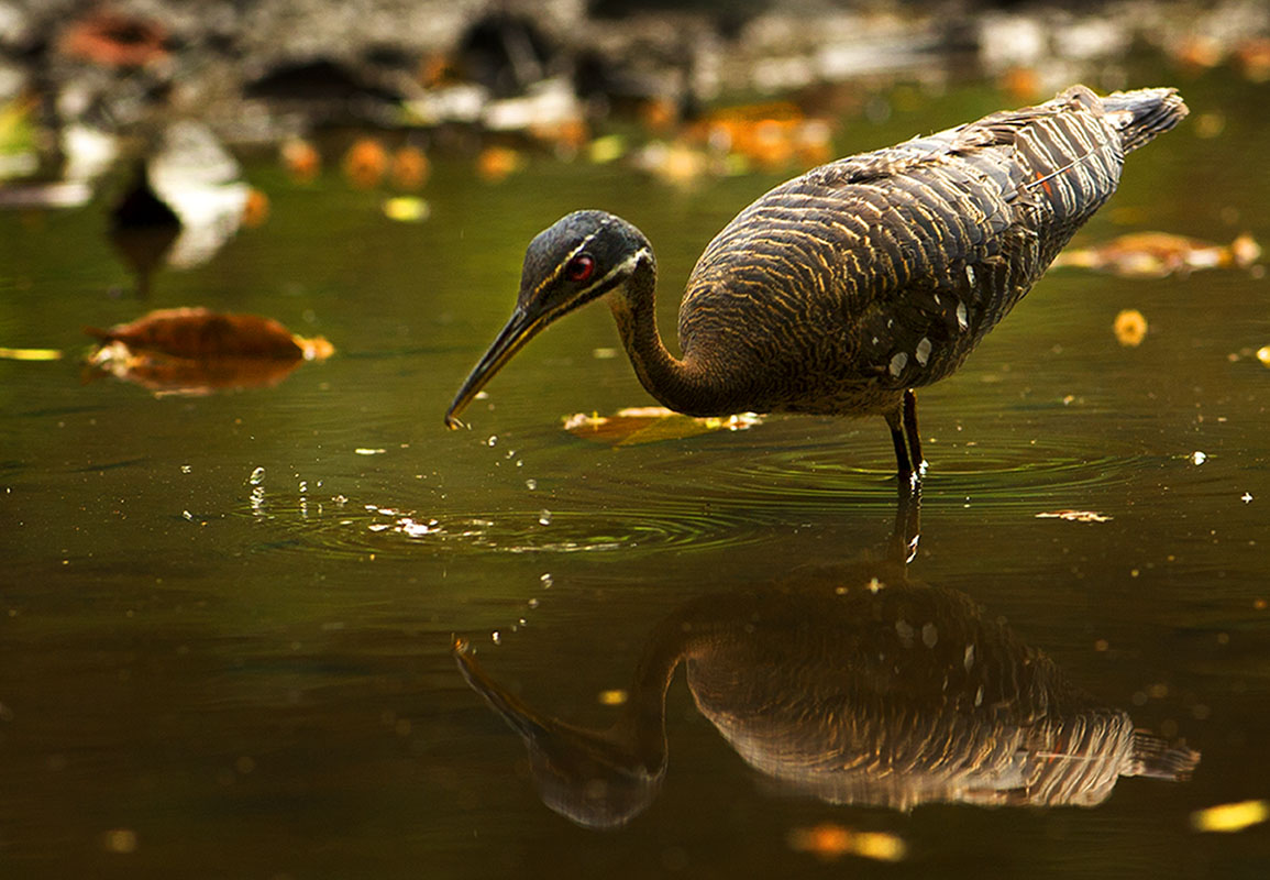 <p><strong>Sunbittern</strong> Pantanal, Brazil</p>