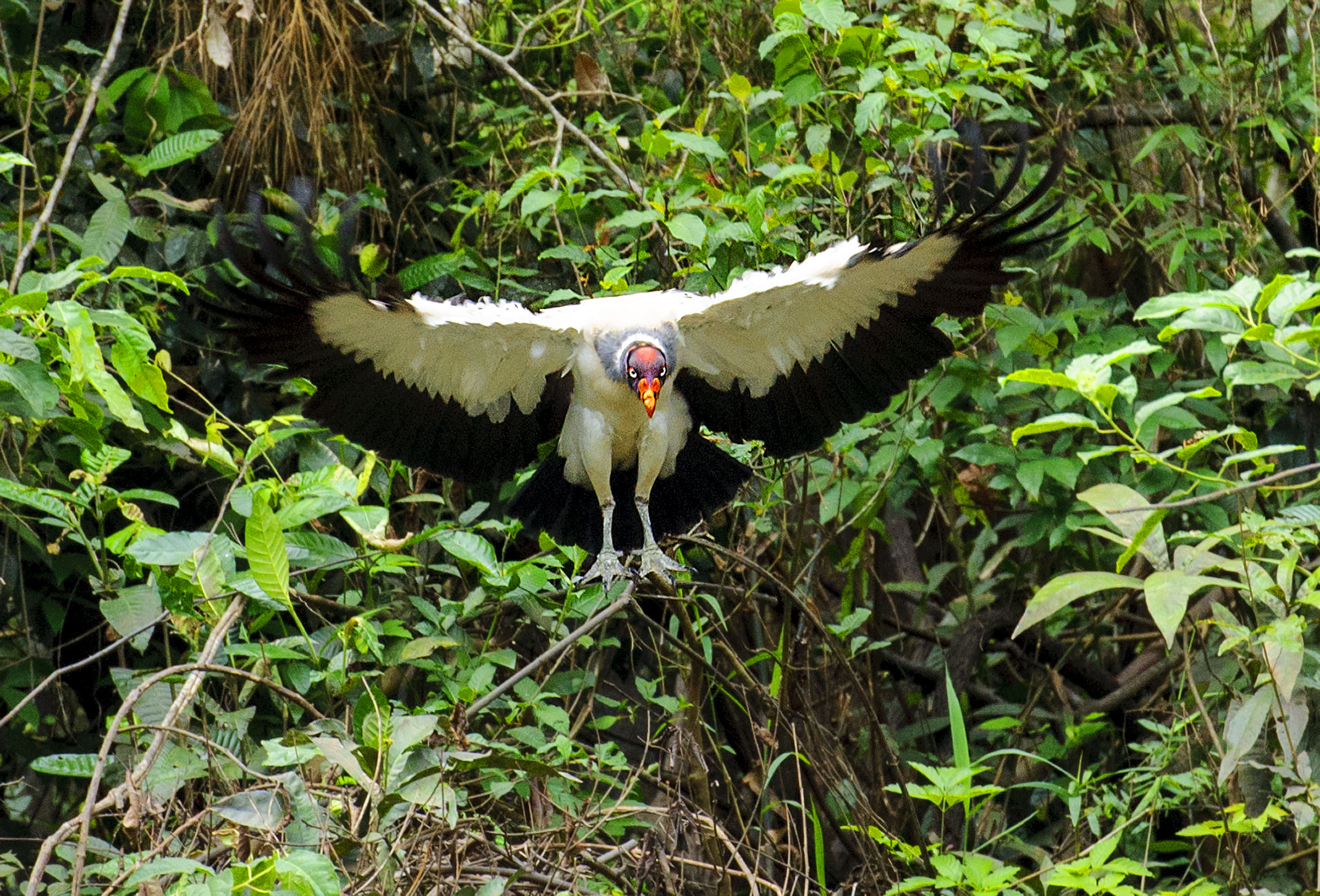 <p><strong>King vulture</strong> Pacaya Samiria, Peru</p>