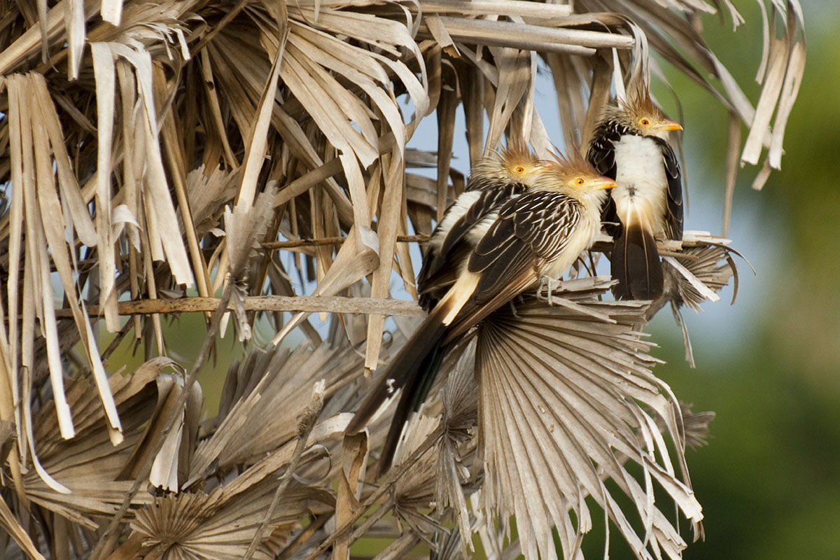 <p><strong>Kukačka guira</strong> Pantanal, Brazílie</p>