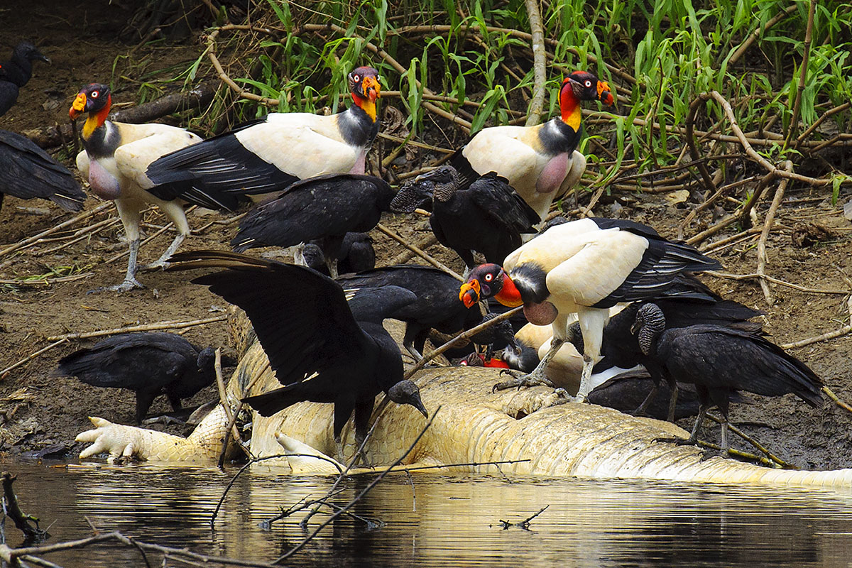 <p><strong>King vulture</strong> Pacaya Samiria, Peru</p>