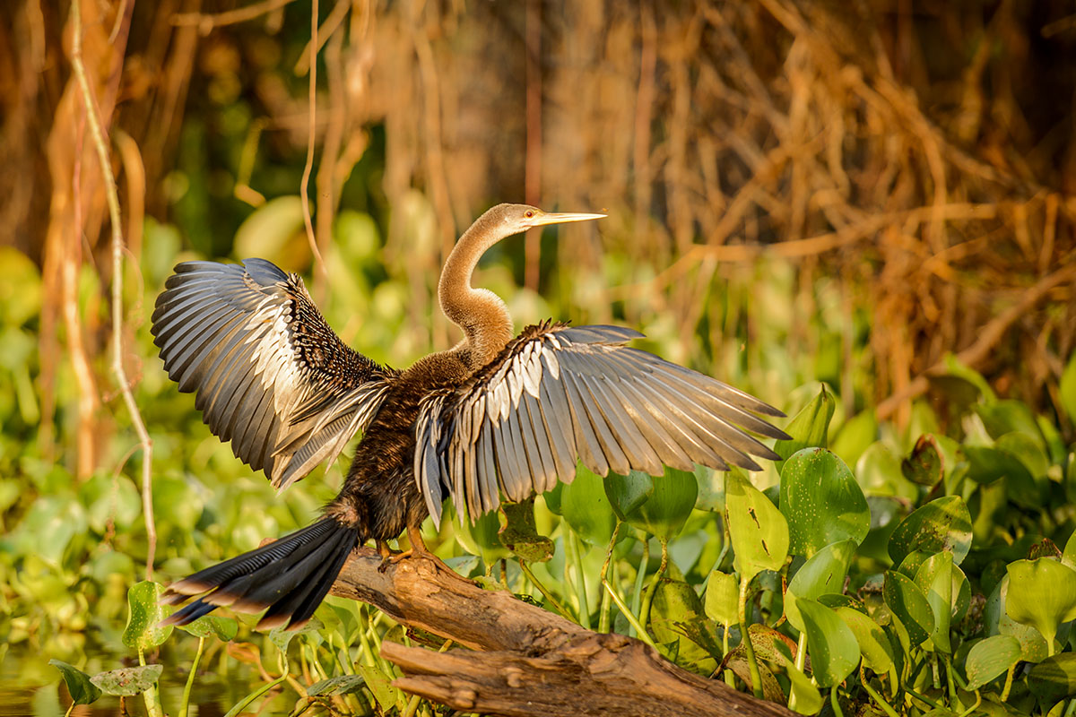 <p><strong>Anhinga americká</strong> Pantanal, Brazílie</p>