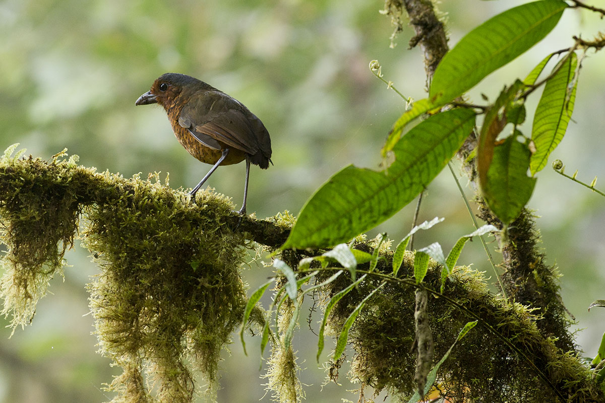 <p><strong>Giant antpita</strong> Otonga, Ecuador</p>