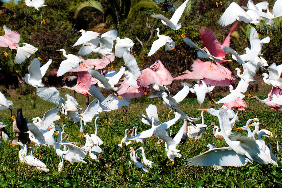 <p><strong>Wading birds</strong> Llanos, Venezuela</p>