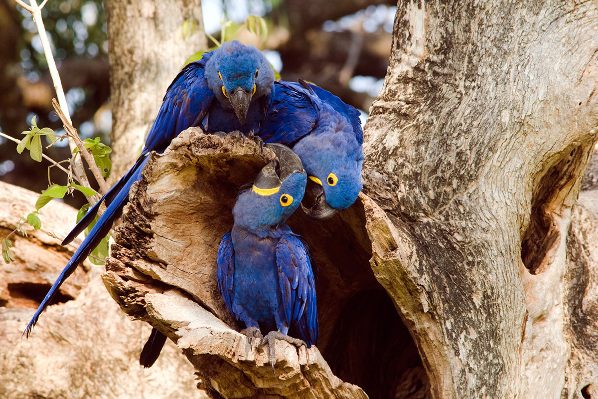 <p><strong>Ara hyacintový</strong> Pantanal, Brazílie</p>