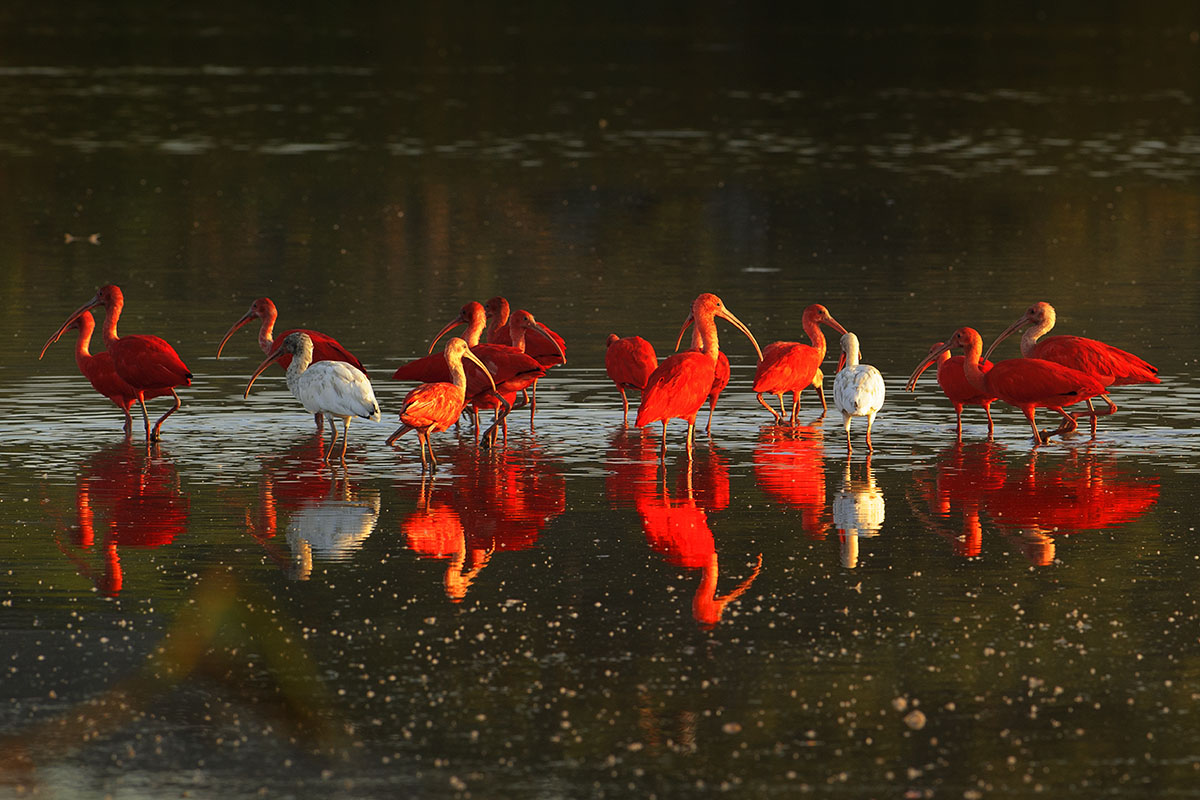 <p><strong>Scarlet ibis</strong> Llanos, Venezuela</p>