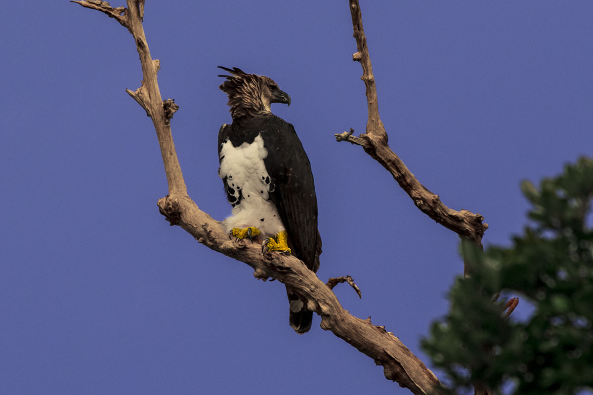 <p><strong>Harpy eagle</strong> Brazo casiquiare, Venezuela</p>