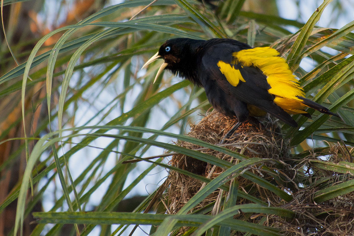 <p><strong>Yellow-rumped casique</strong> Pantanal, Brazil</p>