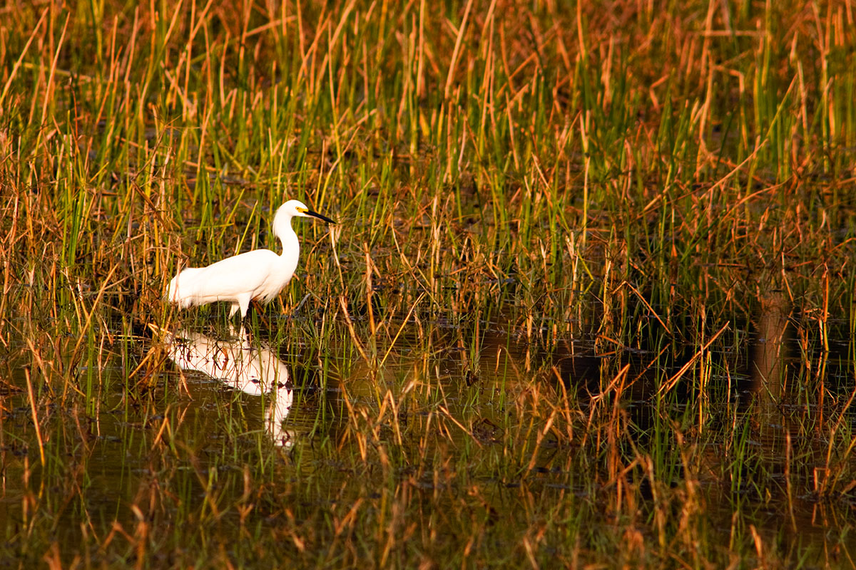 <p><strong>Snowy egret</strong> Pantanal, Brazil</p>