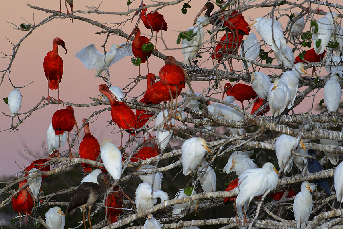 <p><strong>Scarlet ibises and herons</strong> Llanos, Venezuela</p>