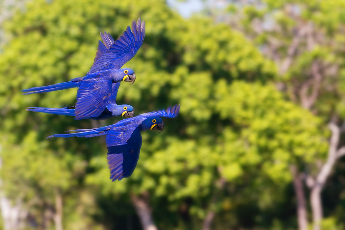 <p><strong>Hyacinth macaw</strong> Pantanal, Brazil</p>