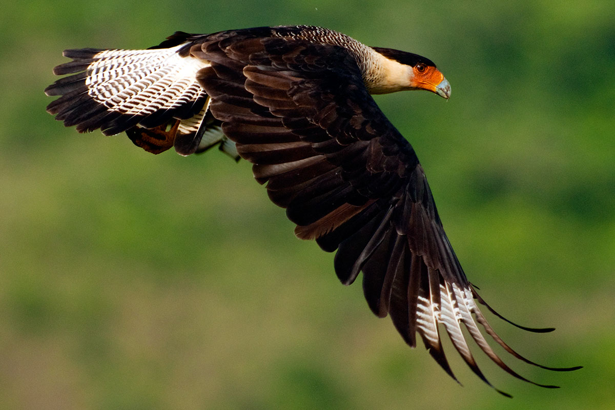 <p><strong>Crested caracara</strong> Llanos, Venezuela</p>