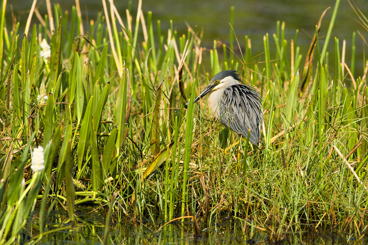 <p><strong>Green-backed heron</strong> Pantanal, Brazil</p>