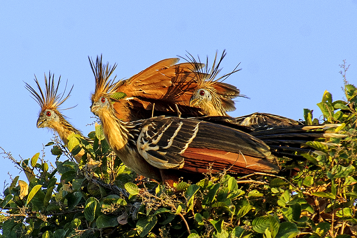 <p><strong>Hoatzin</strong> Llanos, Venezuela</p>