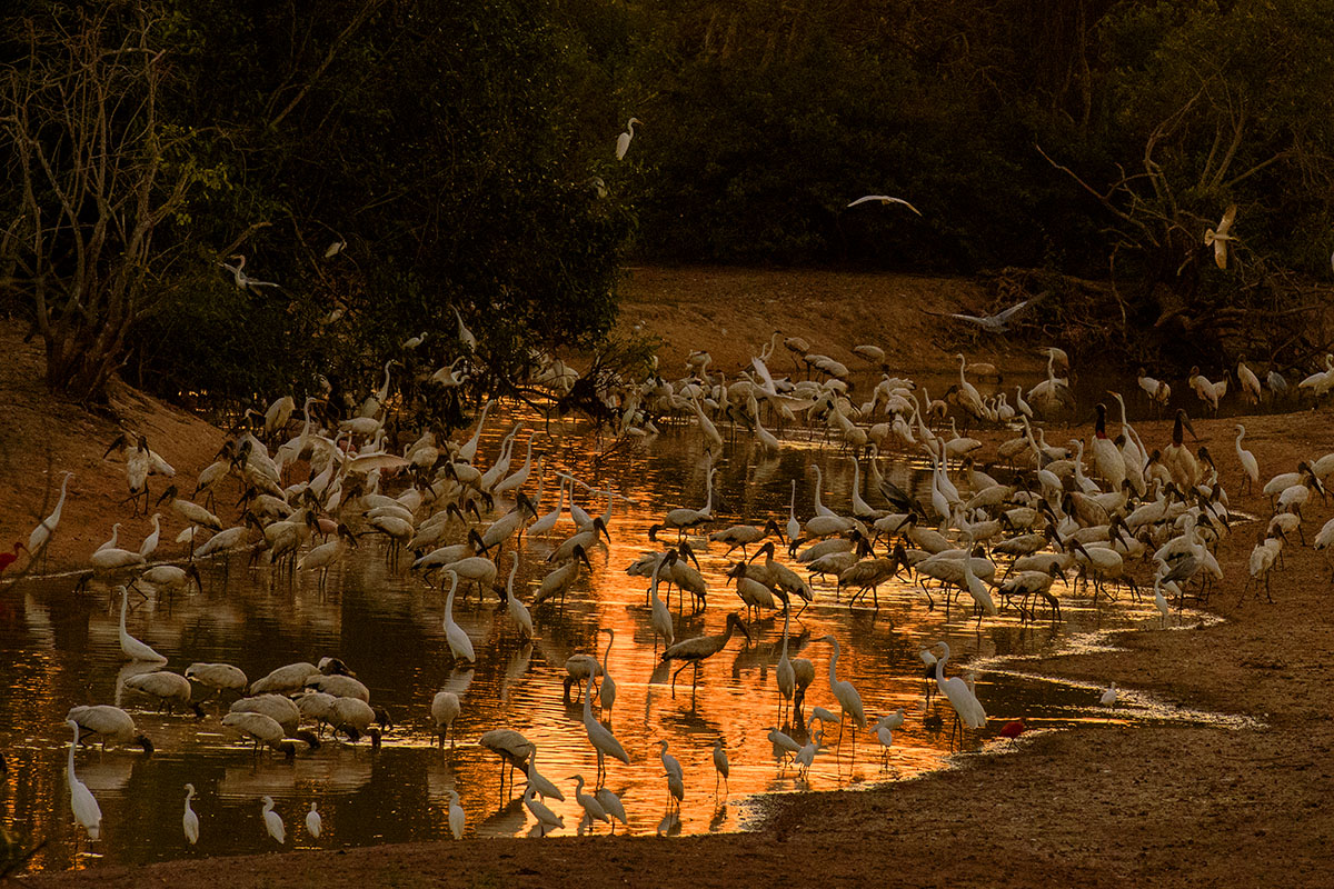 <p><strong>Wading birds</strong> Llanos, Venezuela</p>