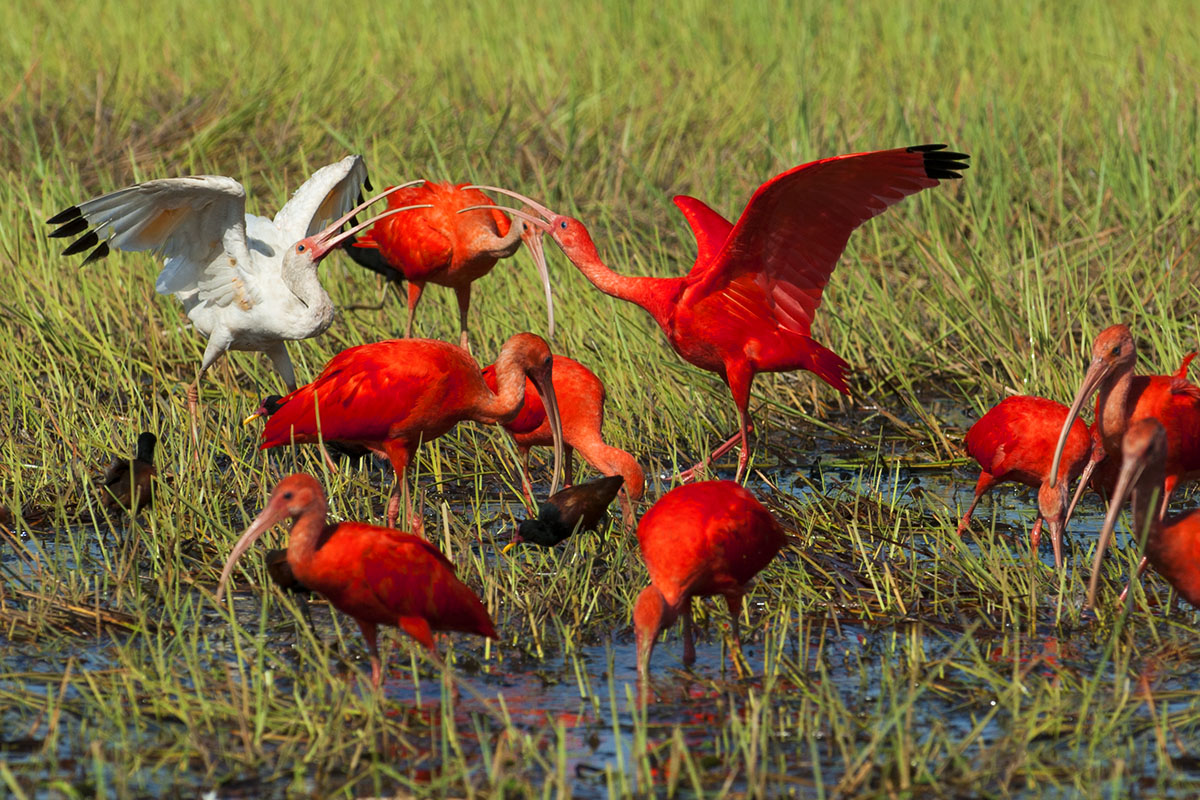 <p><strong>Scarlet ibis</strong> Llanos, Venezuela</p>