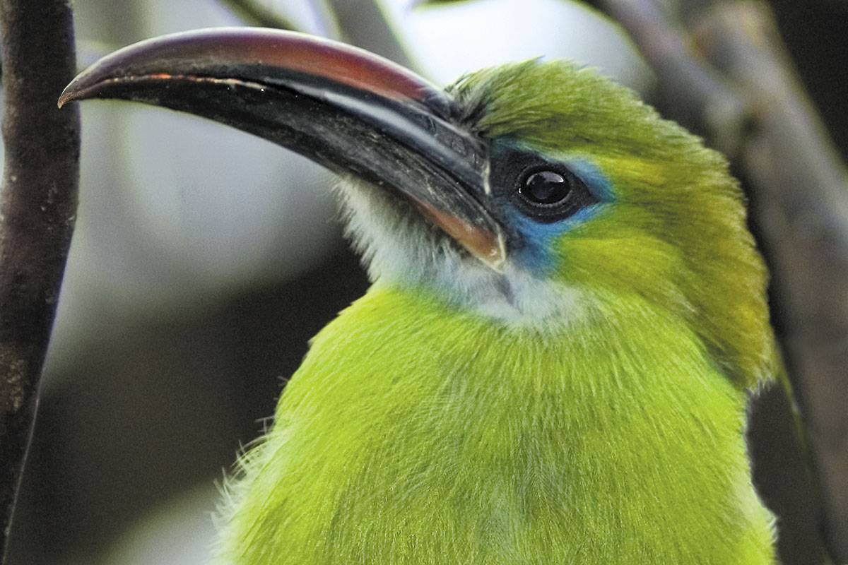 <p><strong>Groove-billed toucanet</strong> Rancho Grande, Venezuela</p>