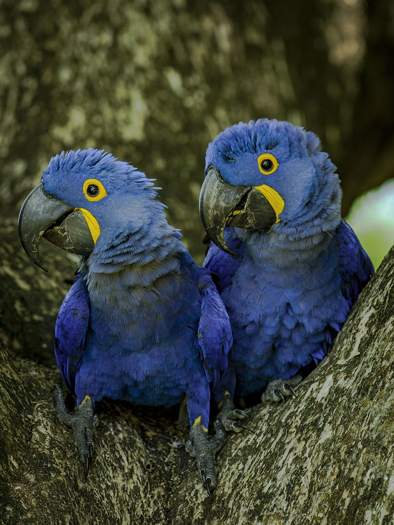 <p><strong>Hyacinth macaw</strong> Pantanal, Brazil</p>