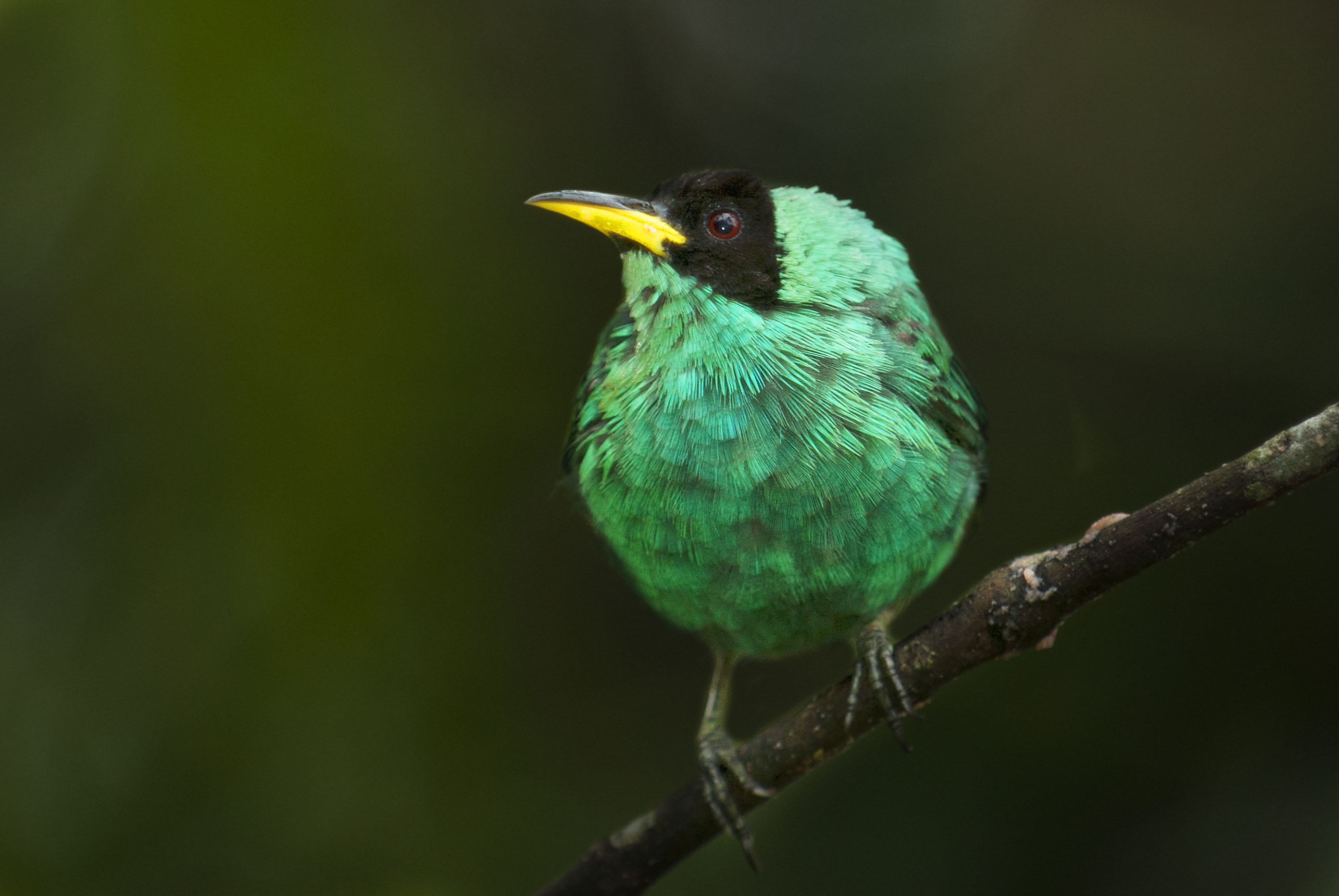 <p><strong>Green honeycreeper</strong> Rancho Grande, venezuela</p>