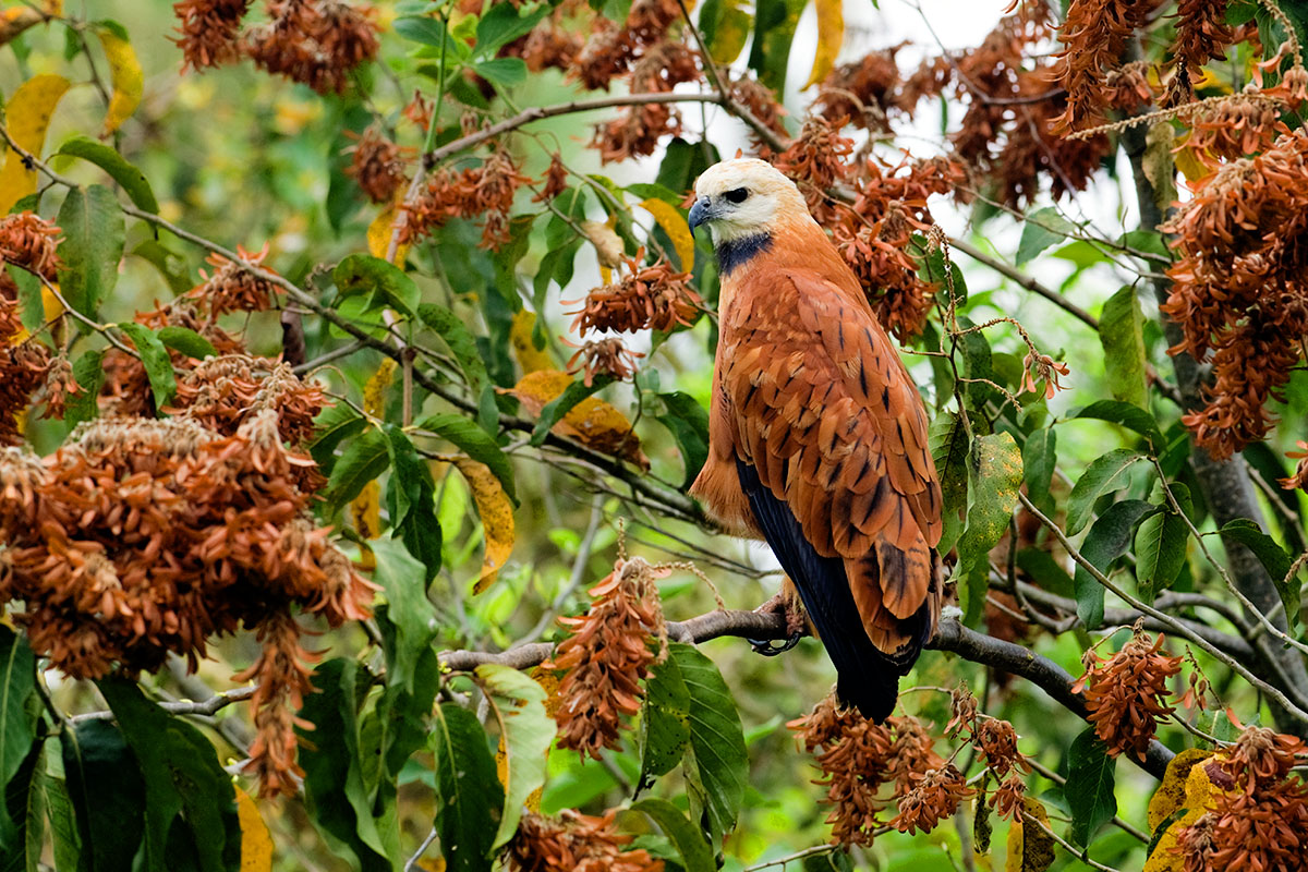 <p><strong>Káně černokrká</strong> Pantanal, Brazílie</p>