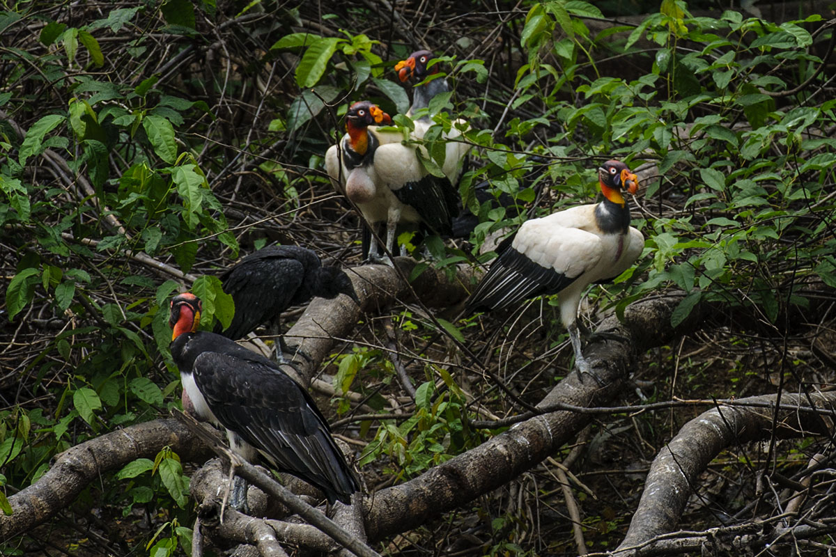 <p><strong>King vulture</strong> Pacaya Samiria, Peru</p>