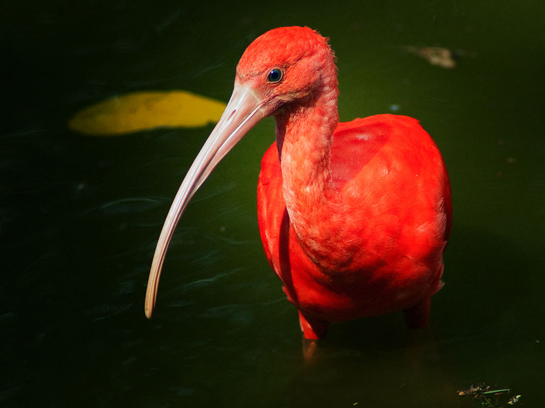 <p><strong>Scarlet ibis</strong> Llanos, Venezuela</p>