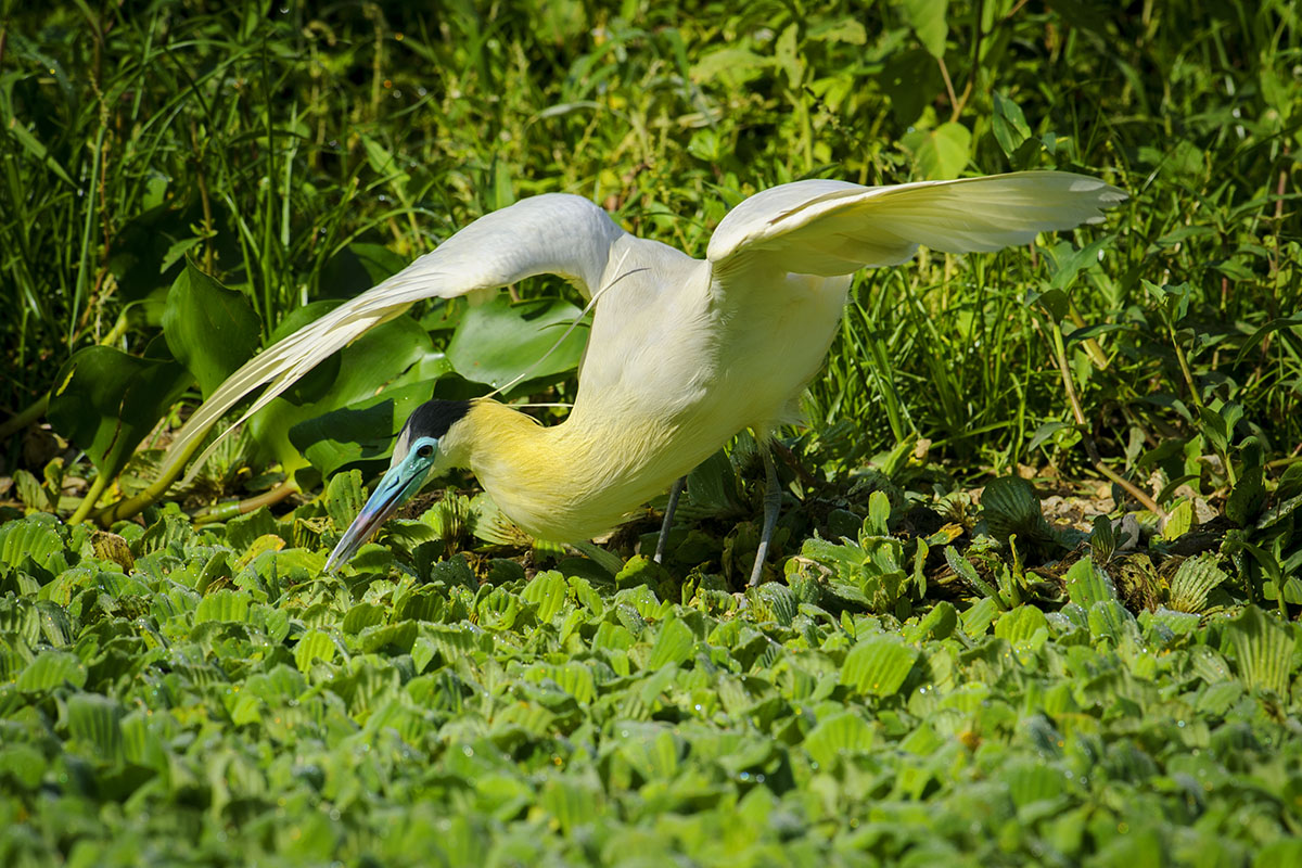 <p><strong>Volavka černohlavá</strong> Pantanal, Brazílie</p>