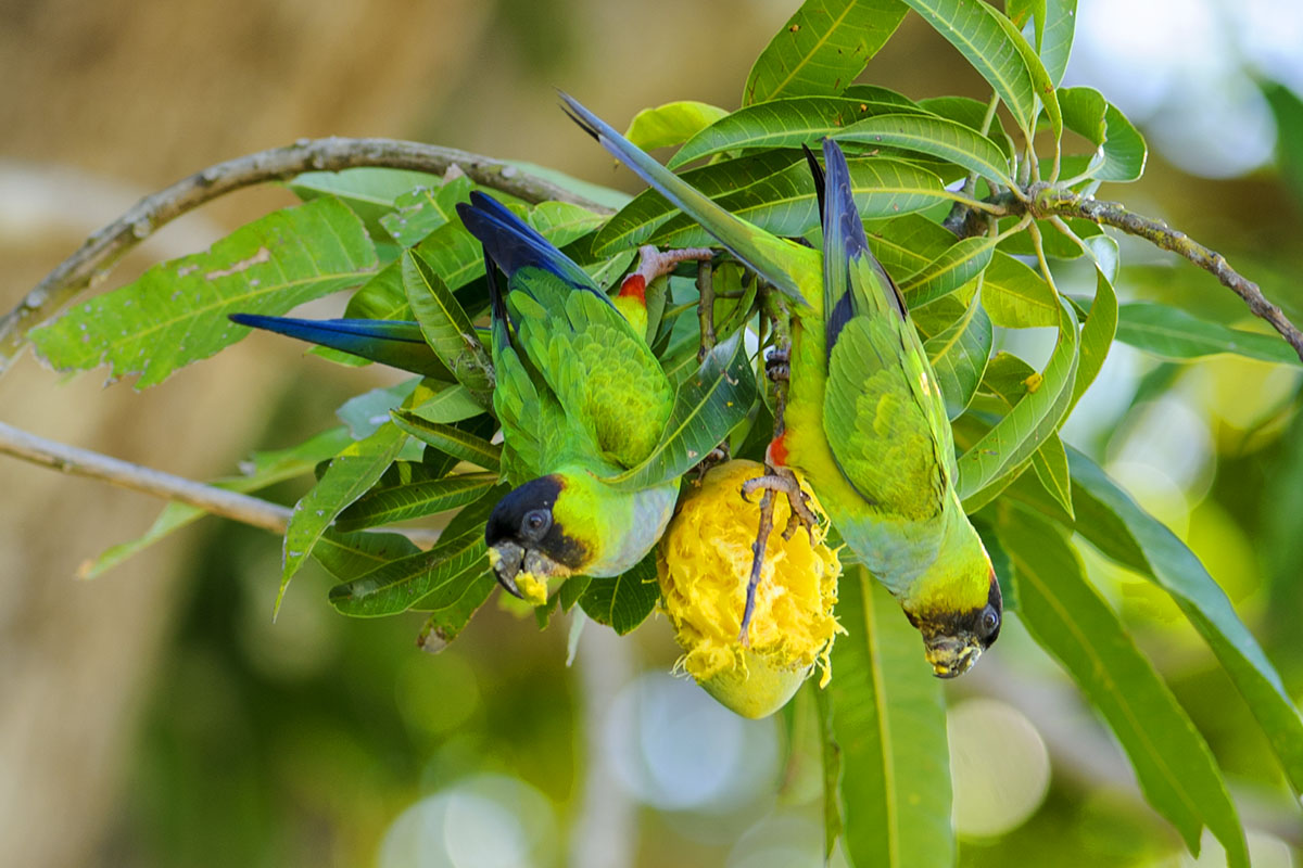 <p><strong>Nanday parakeet</strong> Pantanal, Brazil</p>