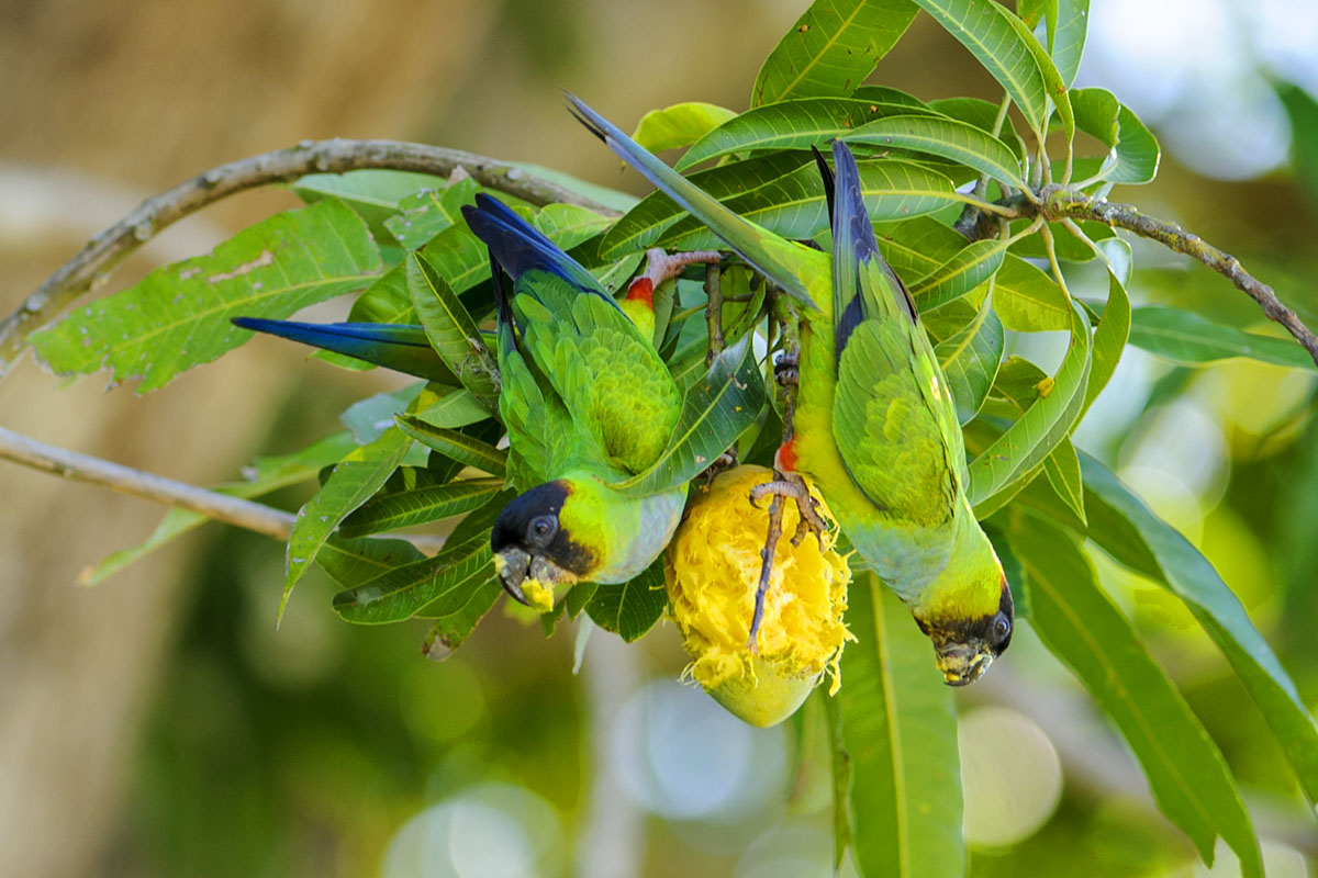 <p><strong>Aratinga černohlavý</strong> Pantanal, Brazílie</p>