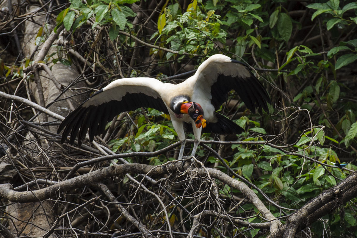 <p><strong>King vulture</strong> Pacaya Samiria, Peru</p>